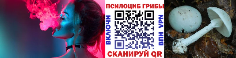 где купить наркотик Калач Галлюциногенные грибы Psilocybine cubensis